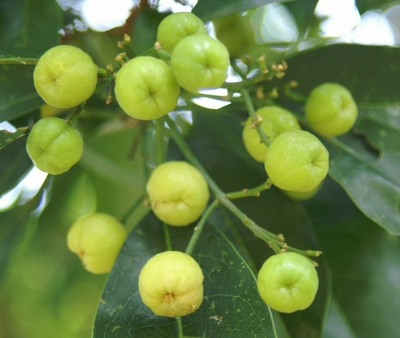 多要素氣象站：油柑種植需要什么樣的氣候條件？